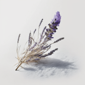 Lavendel